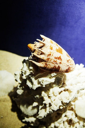 ���̵ı���