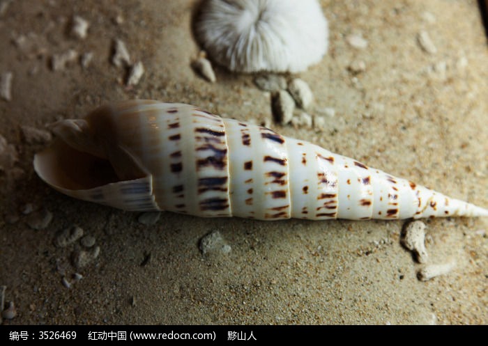 细长的贝壳海螺