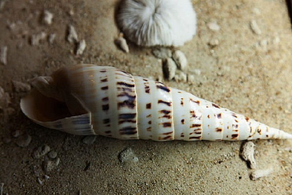 ϸ���ĺ���