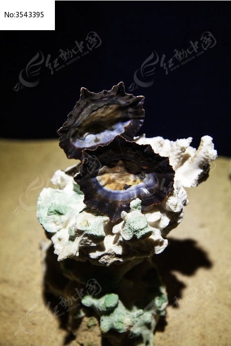 张开的贝壳展品