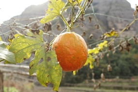 ��ɫ����