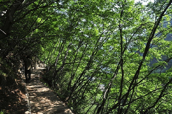 ֲ������