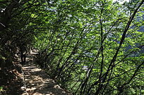 ֲ������