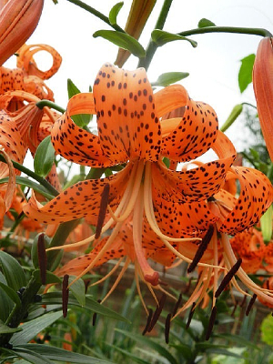 ���յĻ���