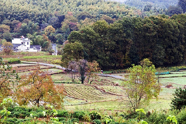 ��ɽ����ֲ��