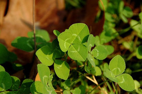 ��ɫҶ����Ҷ��