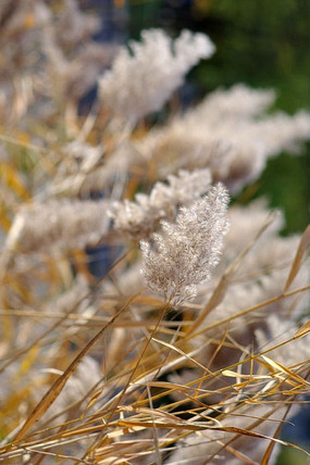 Ʈ���«έ��