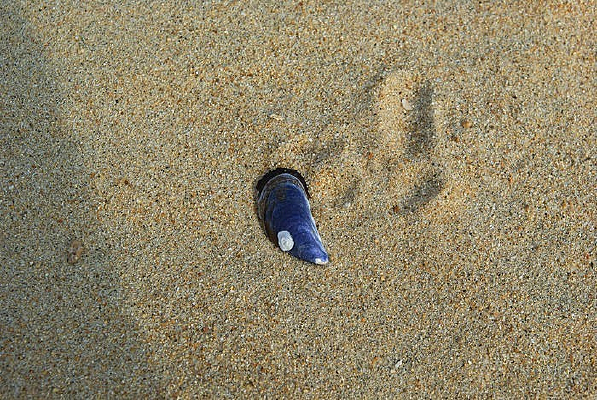 ��ɫ����