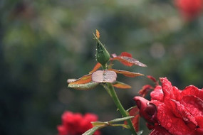 ��¶�¼���