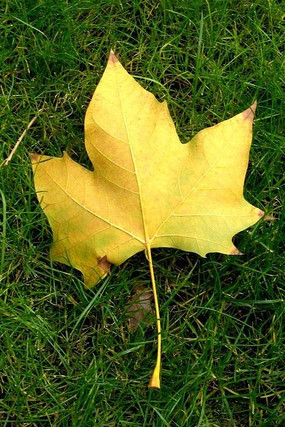 ��ɫ��ͩ��Ҷ