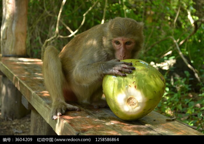 吃椰子的猴子图片