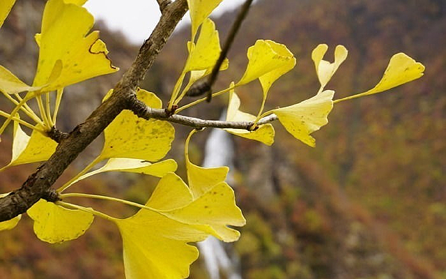 ��ɫ����Ҷ