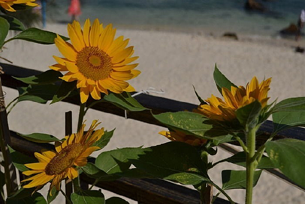 ������ɳ̲