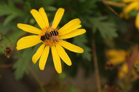 ��ɫС���۷�