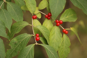 �����̶��Ĺ�ʵ