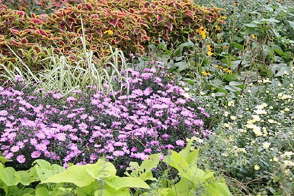 ������ɫ��