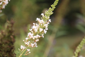 һ����ɫС��