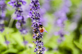 ��������ɫֲ��