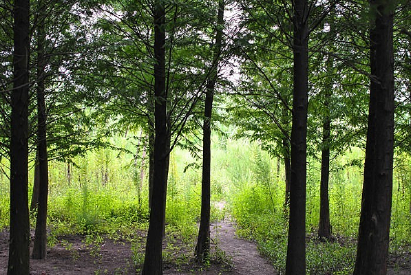 ����ʪ����