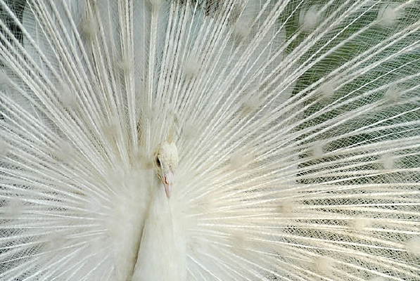 �����İ׿�ȸ