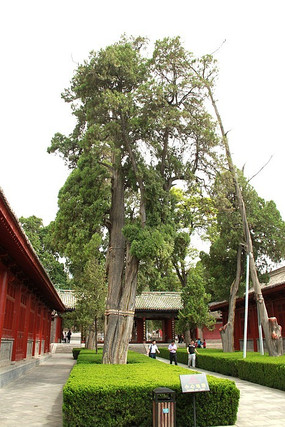 ���ɰ���Ӱ