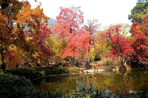 ��������ɫҶ