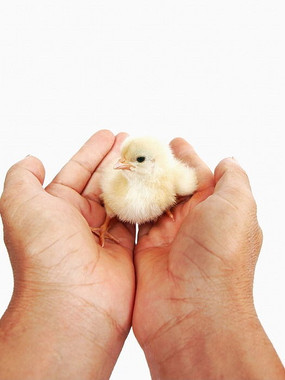 双手托起的小乌图片