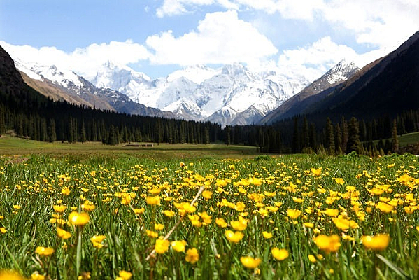 ��ɫ����