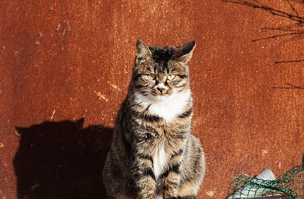 ɹ̫����è��