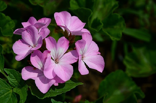 ��ɫ������