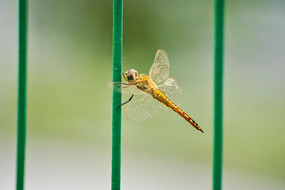 ��ɫ������