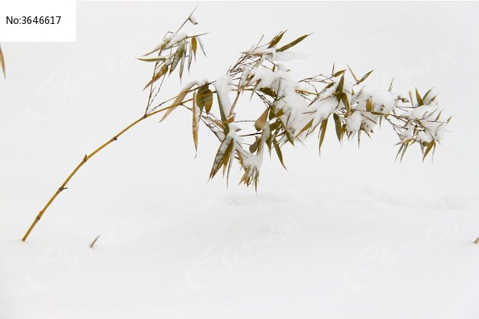 雪中的一枝竹