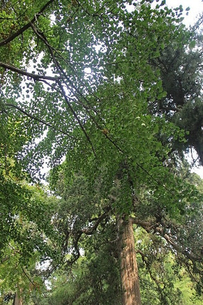 充满生命力的树