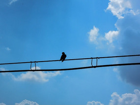 ��ɫ����