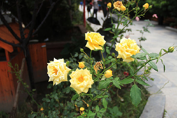 ���õ�����