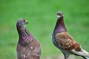 �Ұ�ɫ����