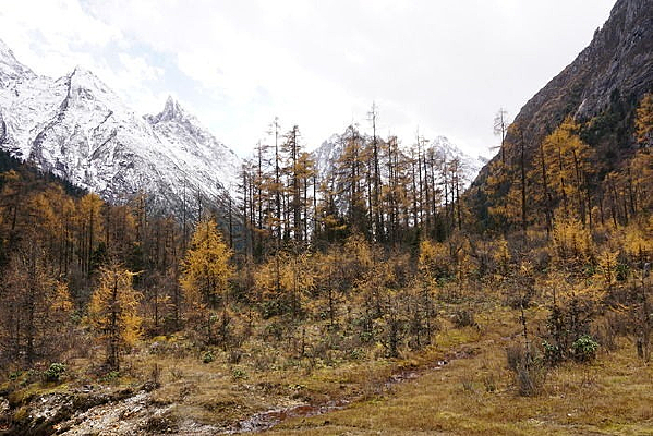 �����޺�Ҷ