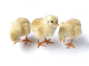 ���ݼ���С��