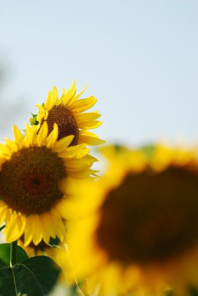 ���������տ�