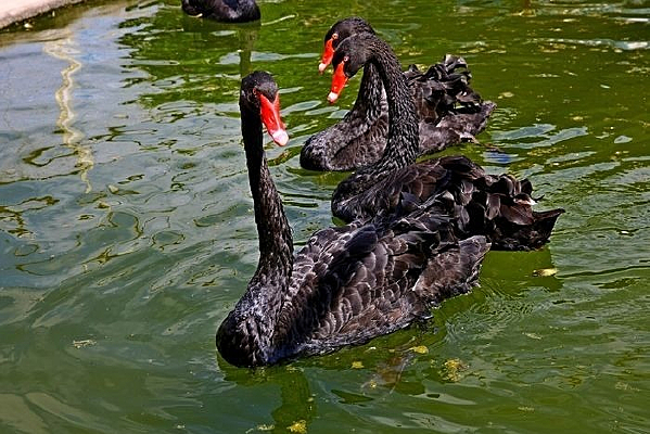 ������Ϸ