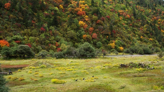 ��ɫ��ľ��