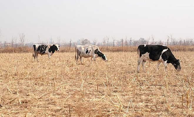 ������԰