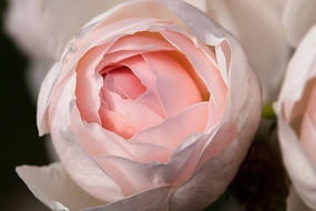 ��ɫõ�廨��