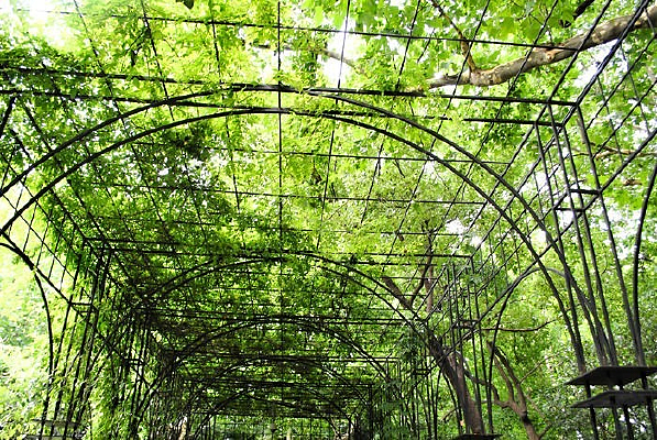 ��԰�̵���Ҷ