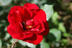 ��԰����