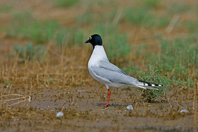 ʪ������