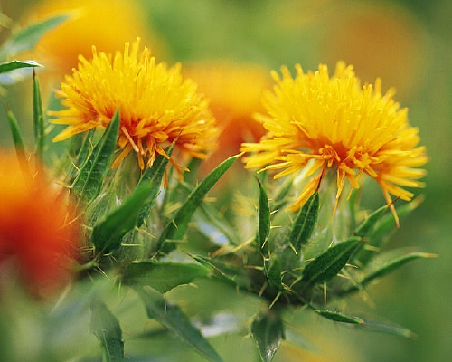 ������Ӱͼ����