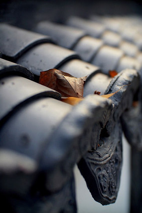 ������ש