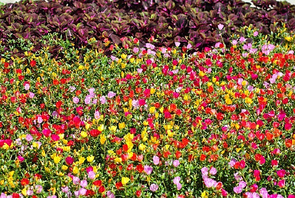 ������ɫС��