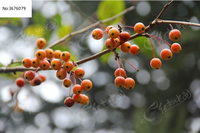 綠色植物小紅果